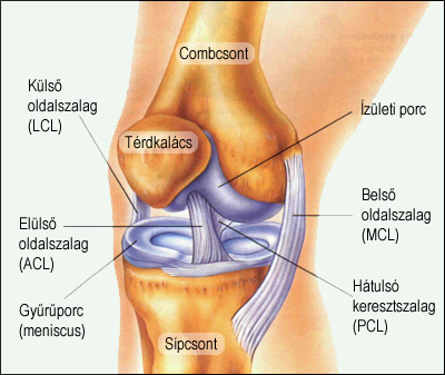 mindkét térdízület fáj az ortopéd kezelja az ízületeket